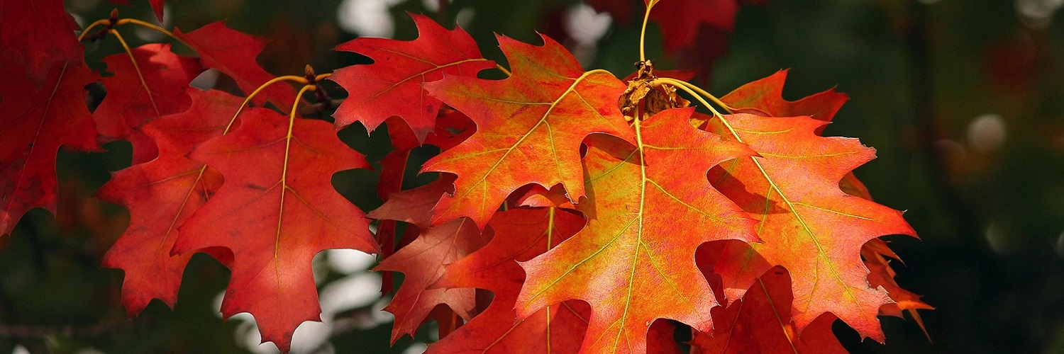 News und Inspiration für den Herbst aus der Schweiz und Liechtenstein